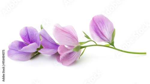 A sprig of delicate purple sweet pea flowers isolated on a white background.