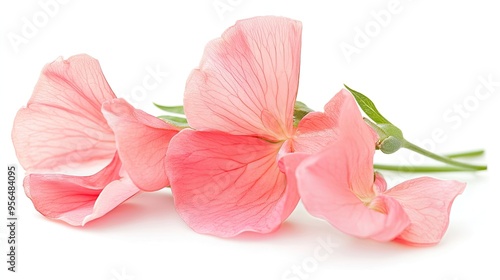 Pink sweet pea flowers isolated on a white background. photo