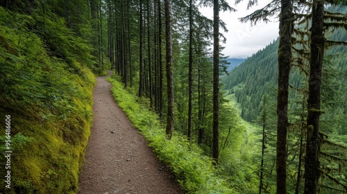 a rugged hiking trail leading through a dense forest, evoking a sense of adventure and exploration