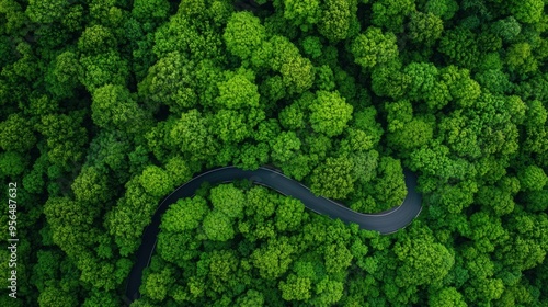 a serene natural landscape with a winding road cutting through a dense forest, the trees towering overhead and the road disappearing into the distance, captured in first person point of view