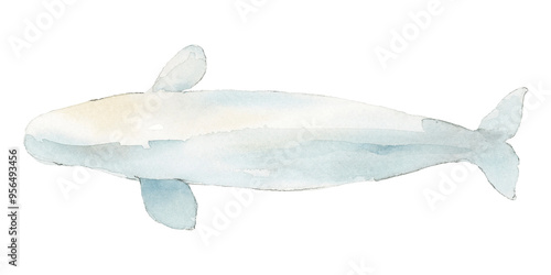 Canvas-taulu Watercolor painted beluga whale transparent png