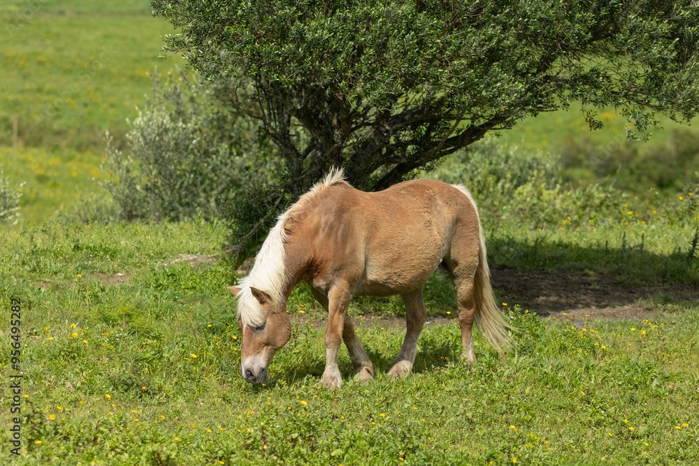 Horse grazing peacefully in a green meadow under a tree Horse grazing peacefully in a green meadow under a tree