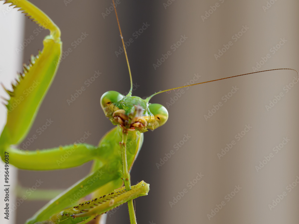 Close-up of a praying mantis