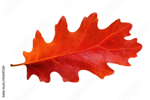 Bright red oak leaf resting on a white background showcasing autumn colors in a simple and elegant manner