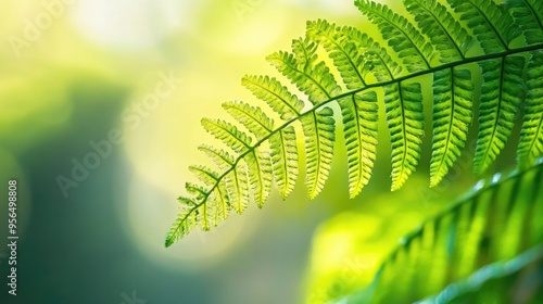 Close-up of a vibrant green fern frond with intricate details of the leaflets and a soft, blurred background photo