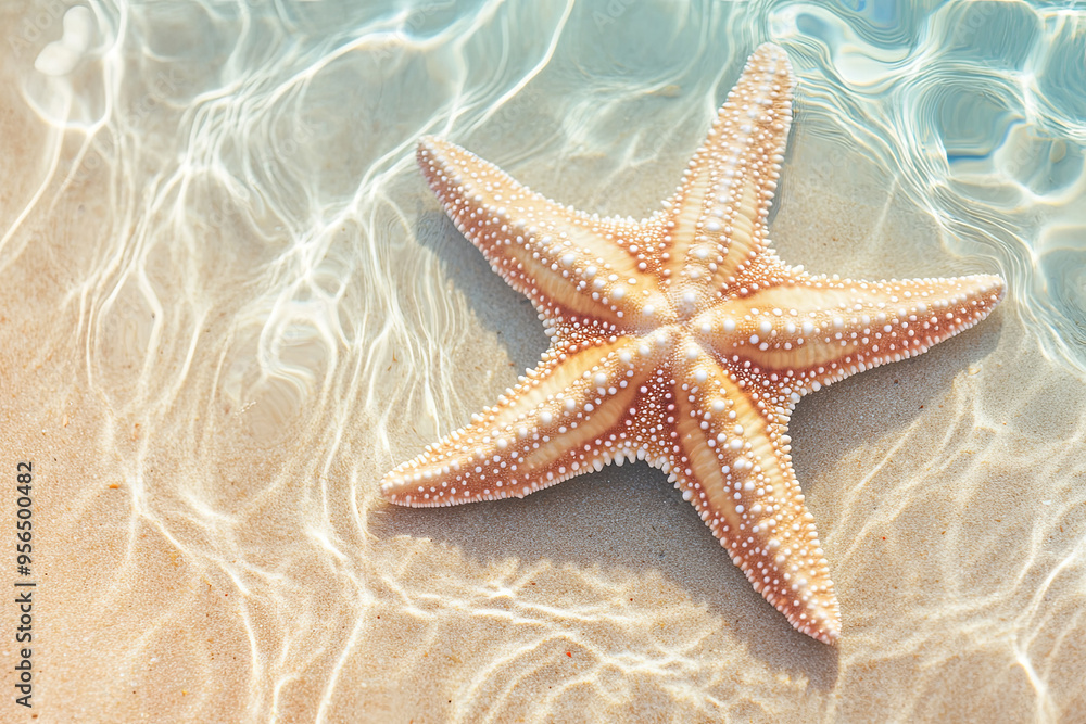 Starfish on the sand beach in clear sea water. Summer background. Summer time. Copy space. Relaxing on the beach Starfish on the sand beach in clear sea water. Summer background. Summer time. Copy space. Relaxing on the beach