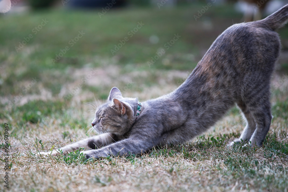 Obraz premium Relaxed and happy cat gets pleasure basking in the summer sun
