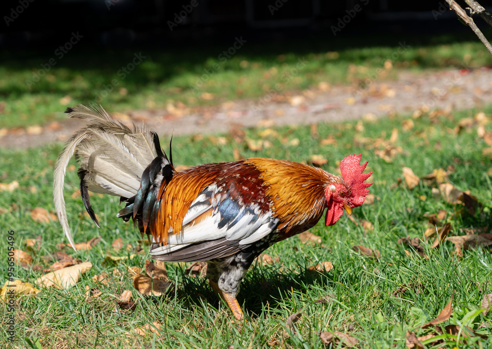 Rooster eating in the park. Side view Rooster eating in the park. Side view
