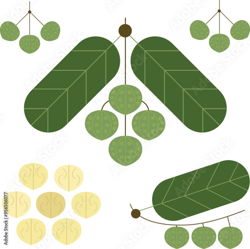 Macadamia vector illustration