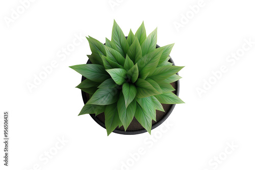  a small potted plant viewed from above, featuring lush green leaves in a terracotta pot. The plant is isolated on a transparent background. photo