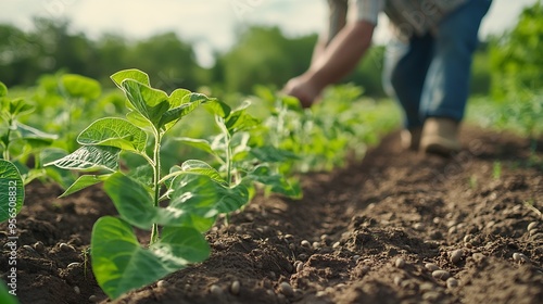 Farmer is cultivating soybean on his land He is examining progress of crops : Generative AI