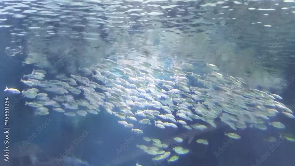 Small blue decorative aquarium fish swim in clear water Small blue decorative aquarium fish swim in clear water