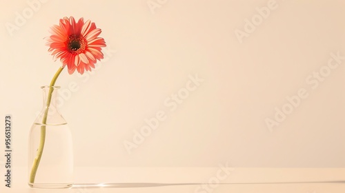 A single pink and white gerbera daisy in a glass vase.