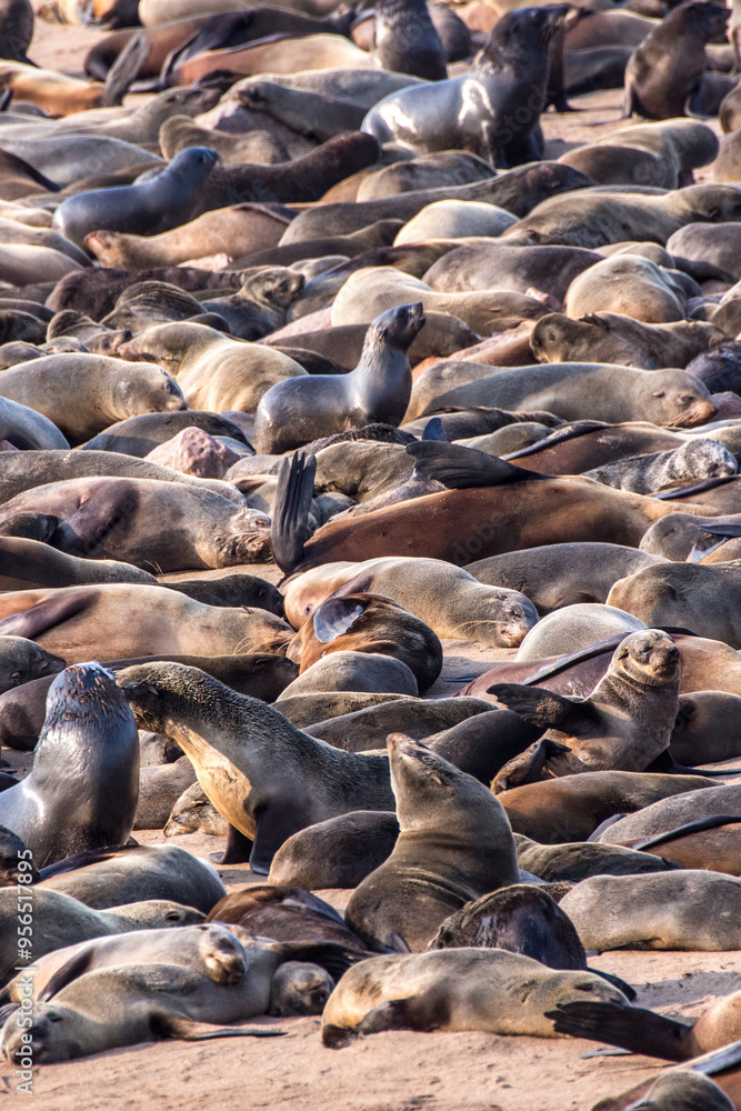 Fototapeta premium skeleton coast fur seal colony at Cape Cross Namibia