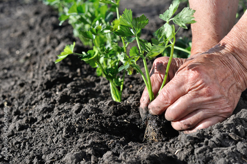 gardener's hands planting a celery seedling in the vegetable garden 
