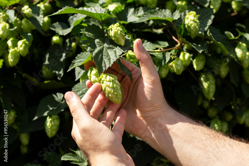 A gardener checks the hop crop. Close-up.