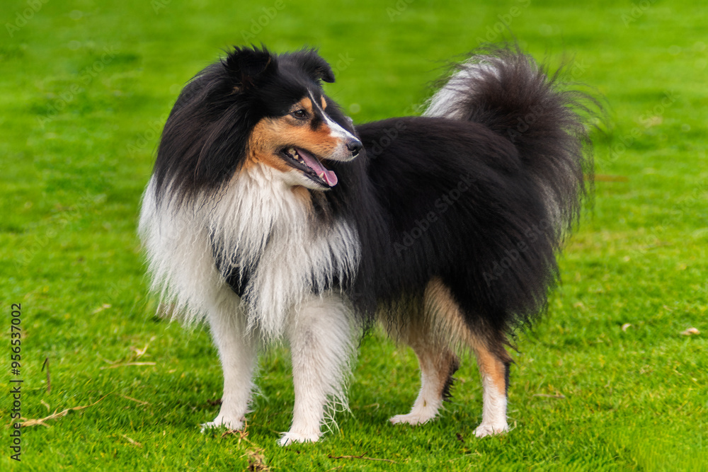 Shetland Sheepdog Shetland Sheepdog