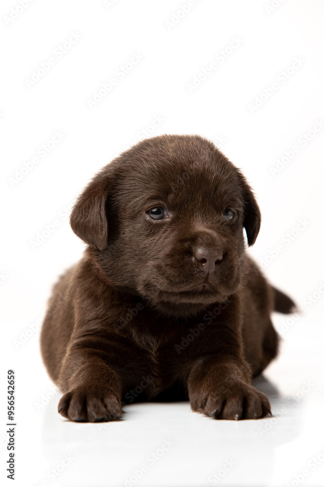 labrador retriever puppy on white background labrador retriever puppy on white background