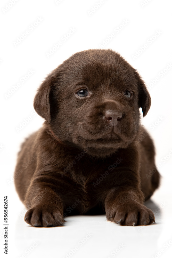 labrador retriever puppy on white background labrador retriever puppy on white background