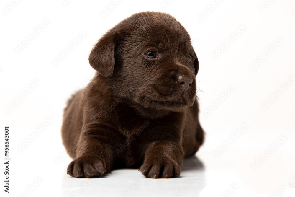 labrador retriever puppy on white background labrador retriever puppy on white background