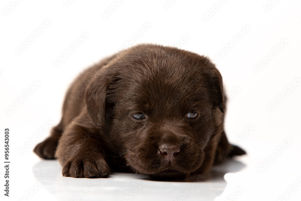 labrador retriever puppy on white background labrador retriever puppy on white background