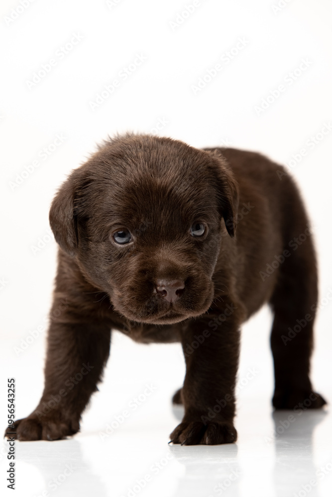 labrador retriever puppy on white background labrador retriever puppy on white background