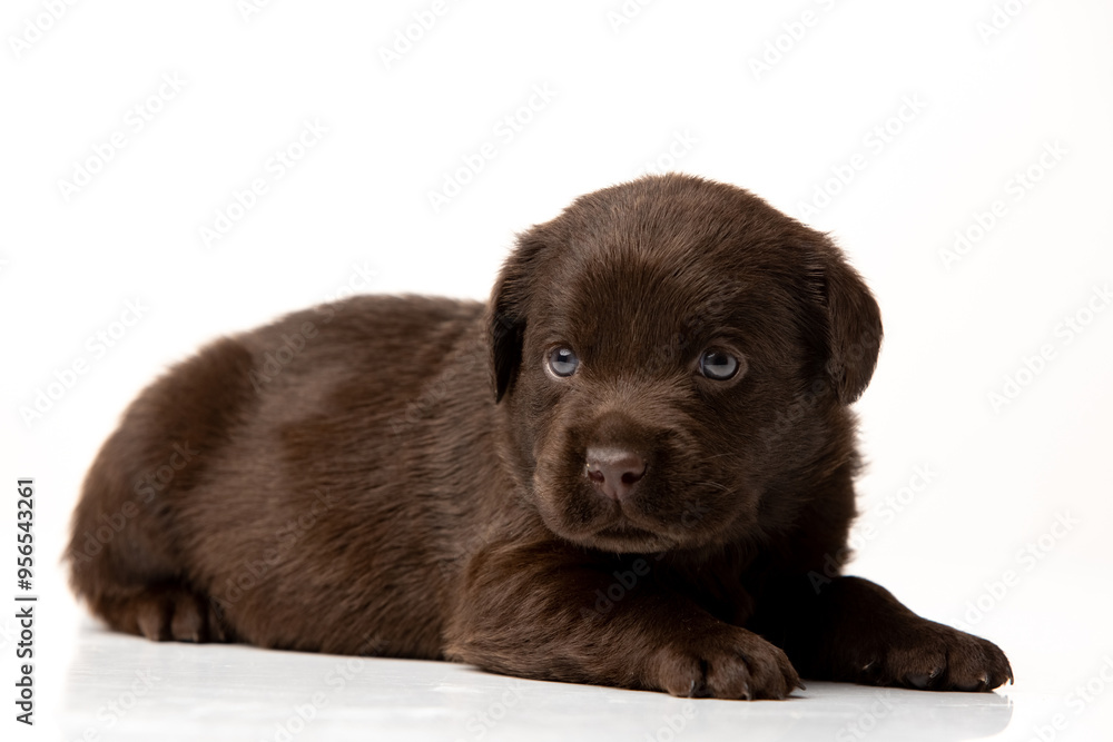 labrador retriever puppy on white background labrador retriever puppy on white background