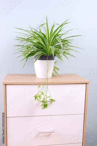 green chlorophytum comosum on blue ceramic pot on white wooden cabinet, white background