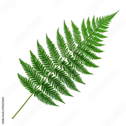 A vibrant green fern leaf showcasing intricate patterns and textures, perfect for nature-themed designs and organic compositions.