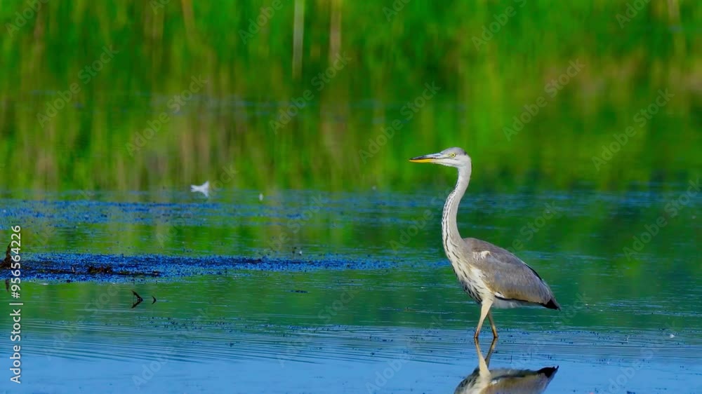 Gray Heron (Ardea cinerea) slowly walks in shallow water and hunts fish Gray Heron (Ardea cinerea) slowly walks in shallow water and hunts fish