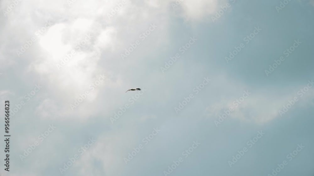 A white stork is flying in the cloudy sky. Lithuania - 08 15 2024. A white stork is flying in the cloudy sky. Lithuania - 08 15 2024.
