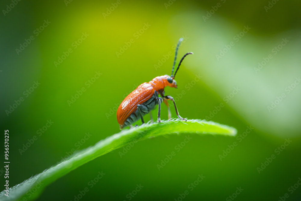 Aulacophora perched on green leaves in a garden Aulacophora perched on green leaves in a garden