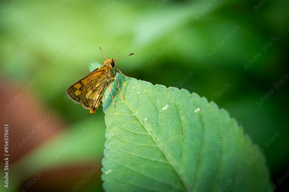Potanthus omaha perched on green leaves in a garden Potanthus omaha perched on green leaves in a garden