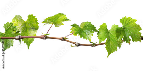 Wallpaper Mural Grape leaves vine plant branch with tendrils on white background.png Torontodigital.ca
