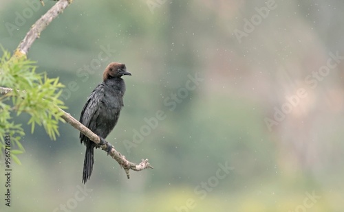 A globally threatened Pygmy Cormorant (Microcarbo pygmaeus), Greece  photo