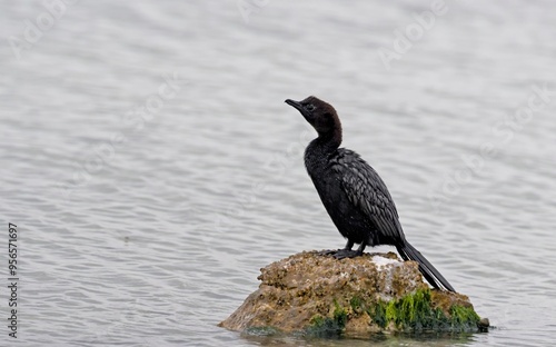 A globally threatened Pygmy Cormorant (Microcarbo pygmaeus), Greece  photo