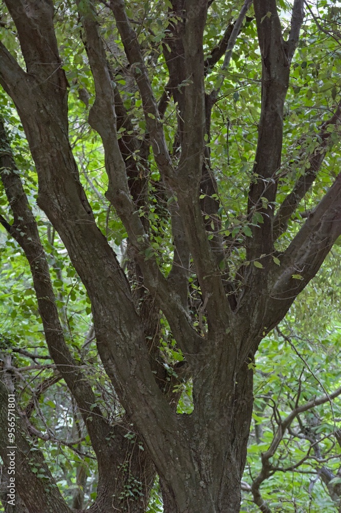 Quercus ilex, the evergreen oak, holly oak or holm oak is a large evergreen oak native to the Mediterranean region, Crete Quercus ilex, the evergreen oak, holly oak or holm oak is a large evergreen oak native to the Mediterranean region, Crete