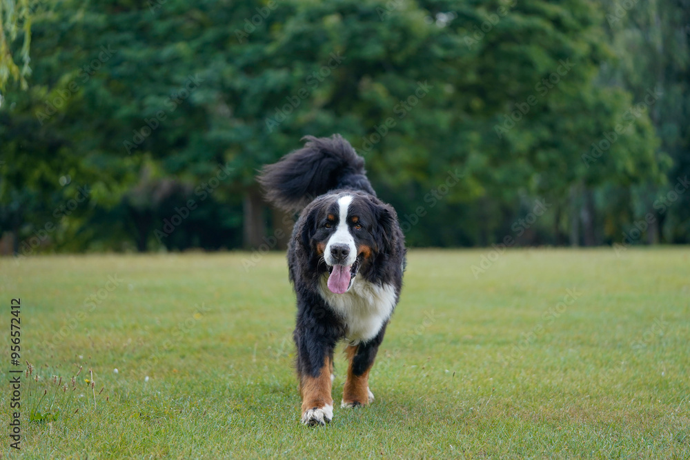 Bernese Mountain Dog in the park, running towards camera Bernese Mountain Dog in the park, running towards camera