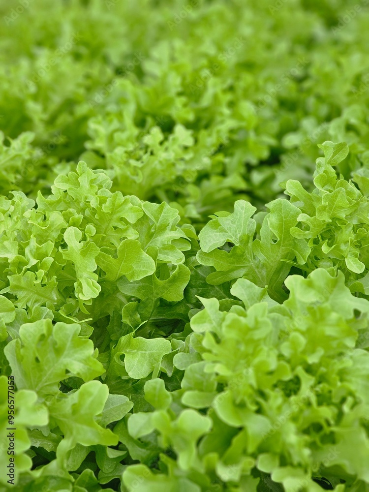 A close-up image of a fresh green lettuce crop the leaves are vibrsnt and lush with a slightly ruffled texture. A close-up image of a fresh green lettuce crop the leaves are vibrsnt and lush with a slightly ruffled texture.