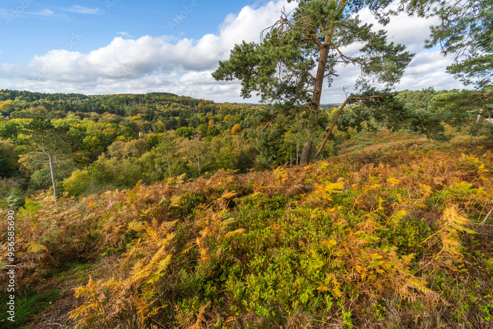 Φωτογραφία heathland lickey hills country park overlooking city of birmingham england uk