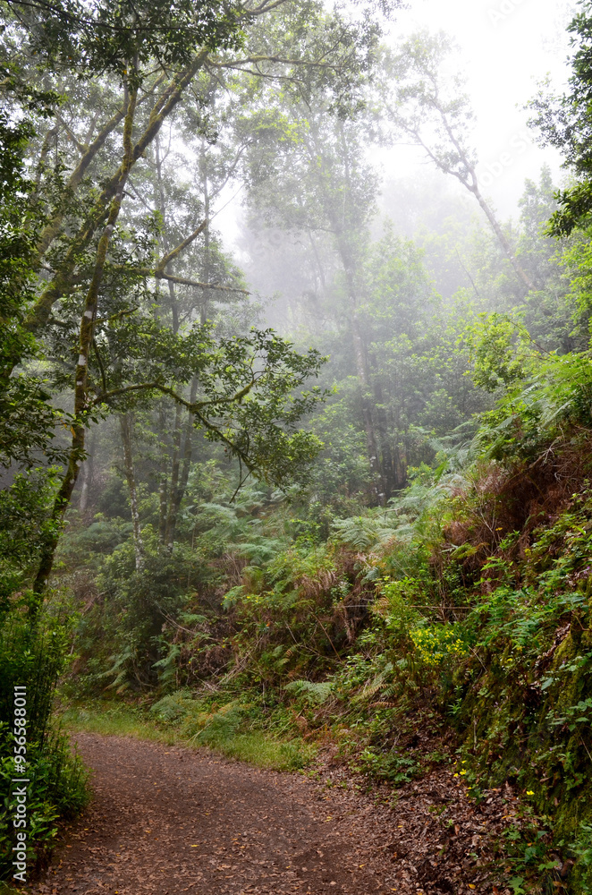 Foggy Laurel forest landscape. Laurisilva rainforest with old green mossed trees in Erjos,Tenerife, Canary Islands,Spain. Foggy Laurel forest landscape. Laurisilva rainforest with old green mossed trees in Erjos,Tenerife, Canary Islands,Spain.