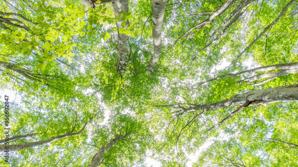 Serene Sunlit Forest with Lush Green Undergrowth - Peaceful Woodland Landscape Serene Sunlit Forest with Lush Green Undergrowth - Peaceful Woodland Landscape
