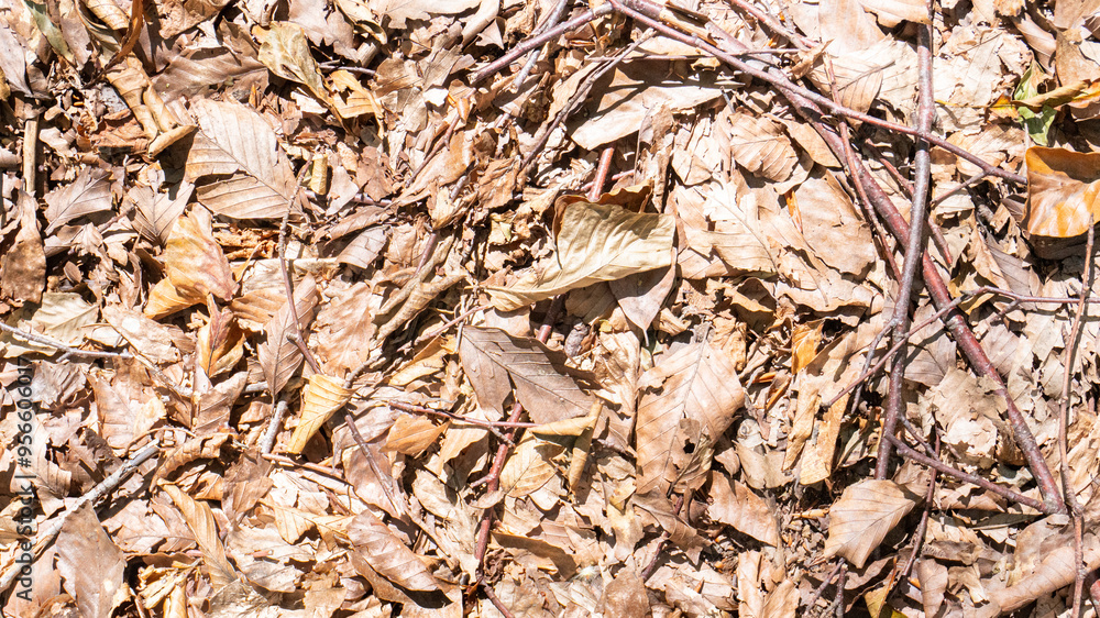 Fallen dried tree leaves in autumn formed a pattern on the ground Fallen dried tree leaves in autumn formed a pattern on the ground