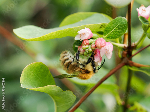 A bumblebee feeding on the pink flower of a ghost berry brush photo