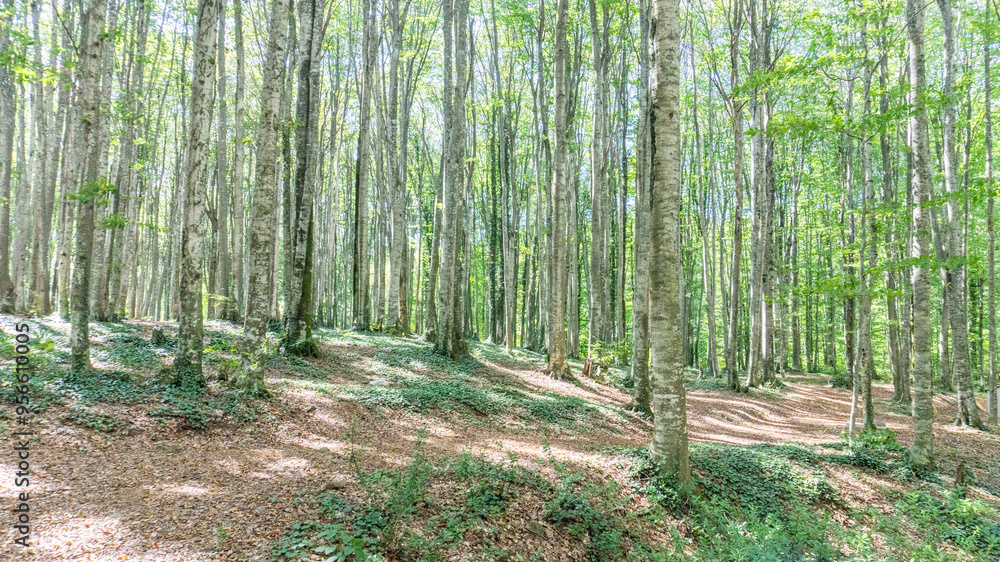 Obraz premium Serene Sunlit Forest with Lush Green Undergrowth - Peaceful Woodland Landscape