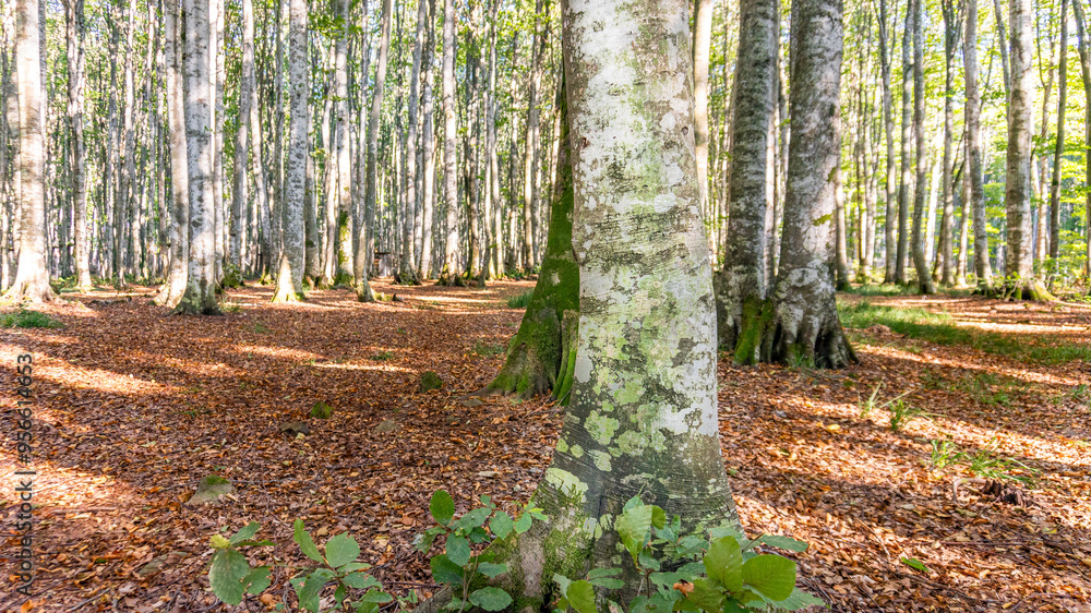 Obraz premium Serene Sunlit Forest with Lush Green Undergrowth - Peaceful Woodland Landscape