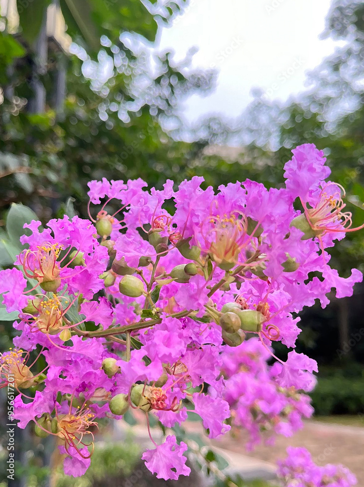 Fototapeta premium flowers in nature, sweet background, light pink colorful background