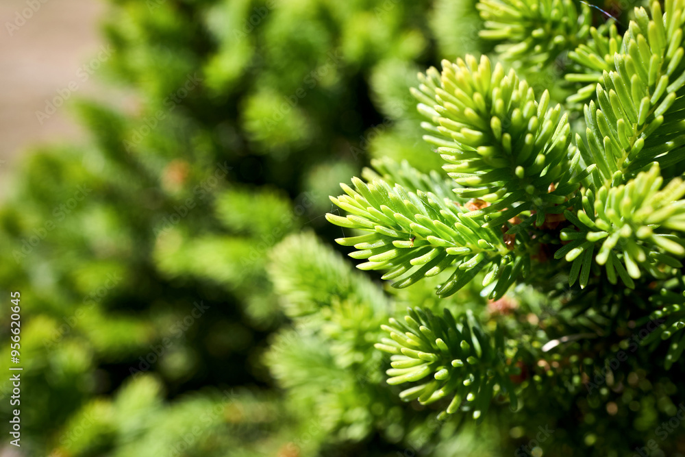 Abies pinsapo or Spanish fir tree in family Pinaceae native to southern Spain and northern Morocco selective focus close up shot. Abies pinsapo or Spanish fir tree in family Pinaceae native to southern Spain and northern Morocco selective focus close up shot.