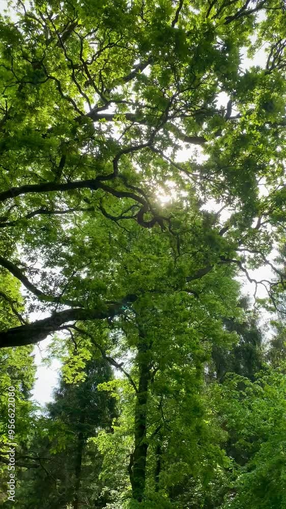 Vertical walk through summer forest sunlight glinting through leafy canopy Vertical walk through summer forest sunlight glinting through leafy canopy