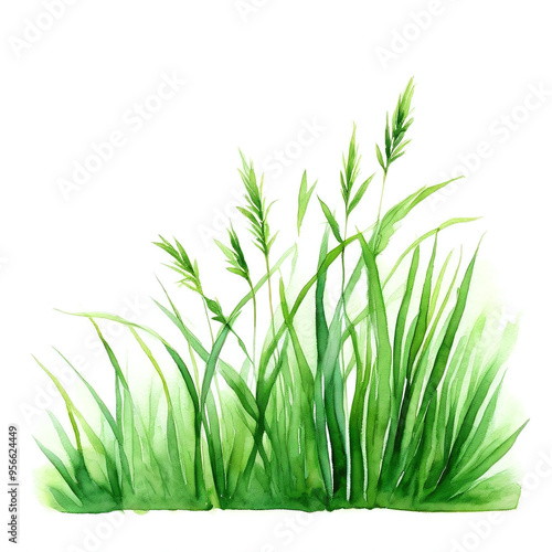 Isolated Patch of Lush Green Lawn Field Grass, Watercolor Illustration on White Background